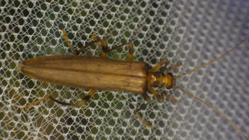 Réf. 274 018 : Oedemera femoralis
